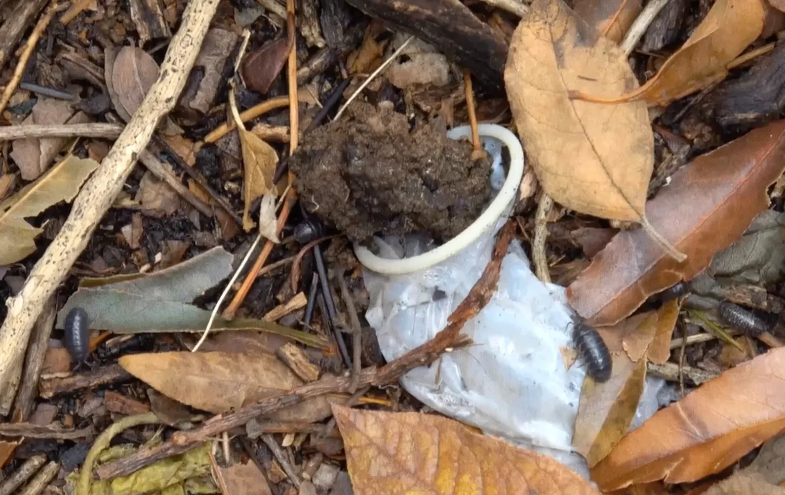 Mi corazón de gomita sólo tiene hueco para un clima espeso